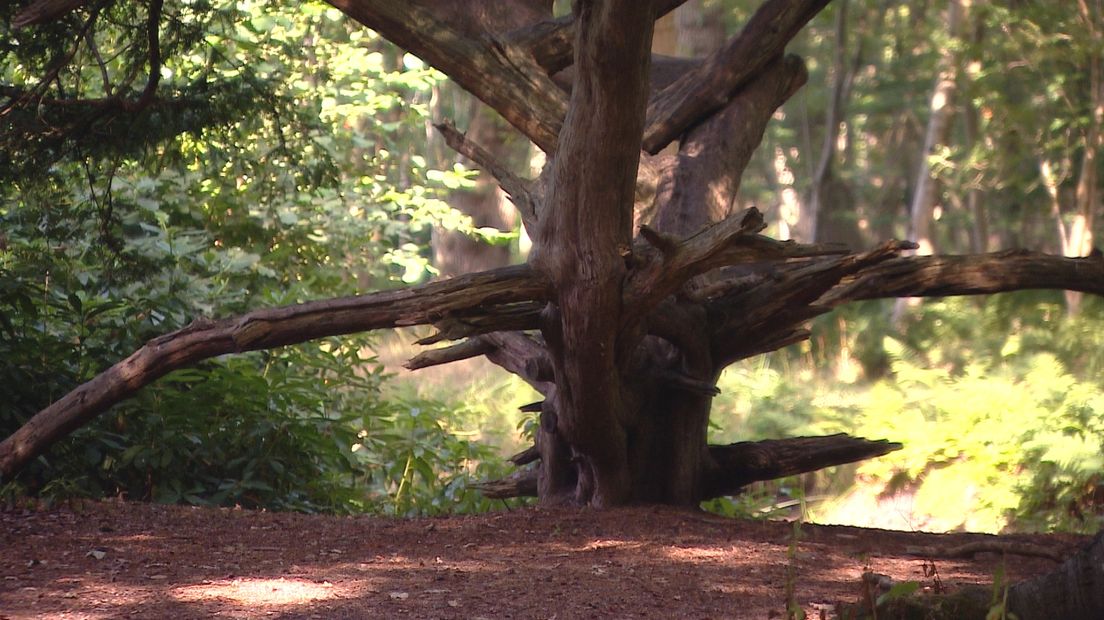 Wordt de 'Mondriaanboom' de Boom van het Jaar?