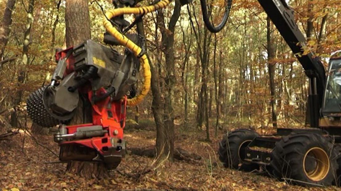 Een harvester in het Groesbeekse bos