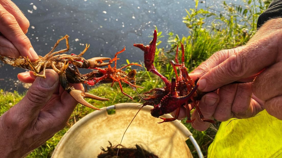 In de Molenpolder leven twee verschillende rivierkreeften; de rode en de geknobbelde