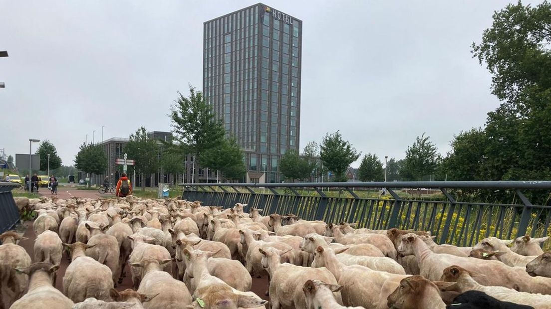 Schapen trekken bekijks op fietspad langs spoorbrug in Nijmegen.