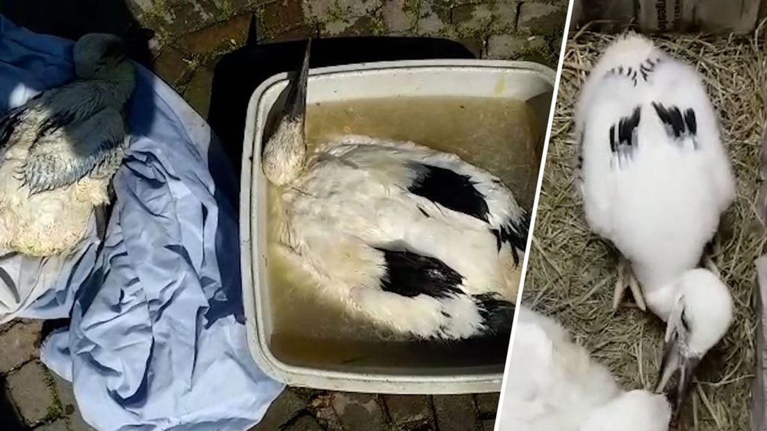 De jonge, verstoten ooievaars zijn weer schoon.