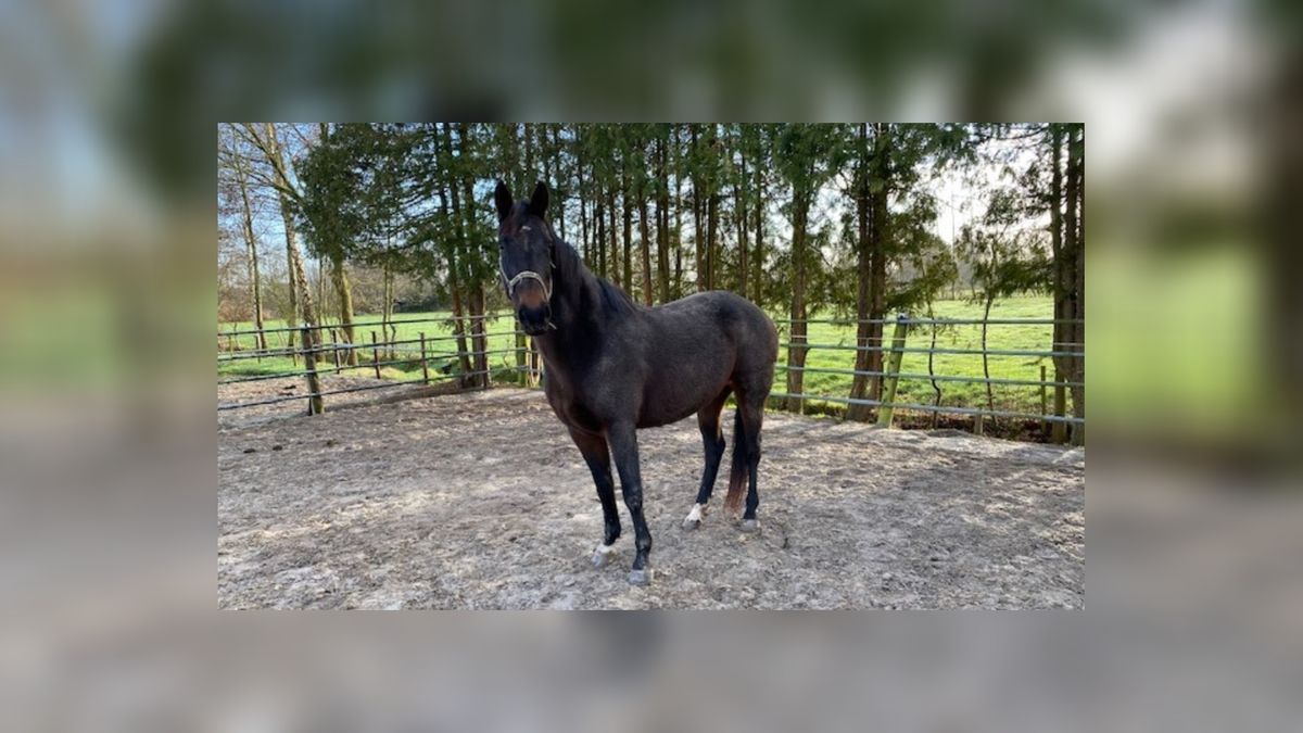 Loslopend paard Boelenslaan weer herenigd met eigenaar