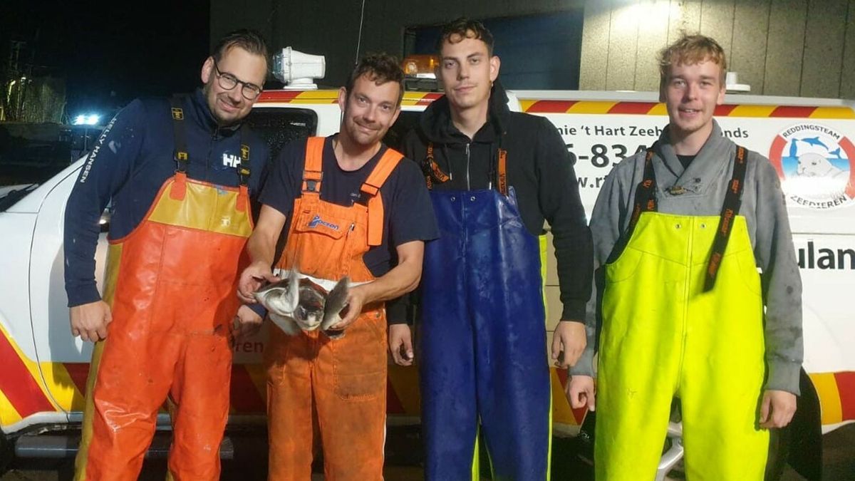 Deze vissers uit Arnemuiden vonden en verzorgden zeldzame schildpad 'Boeier'