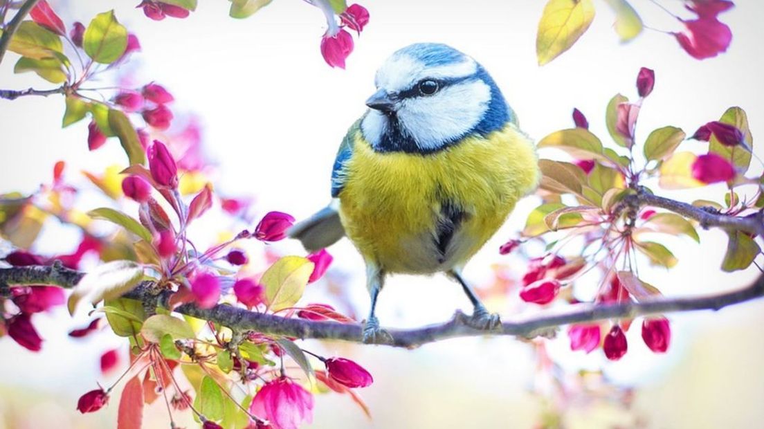 Met deze tips maak je van je tuin een vogelparadijs