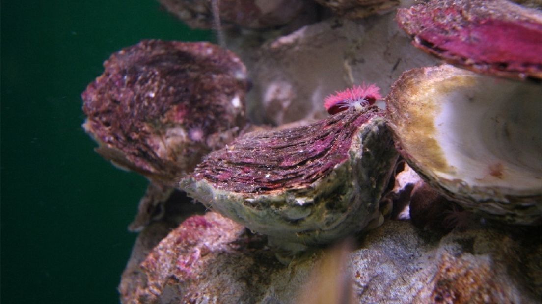 'Nieuwe oesterriffen zorgen voor natuurherstel' (video)