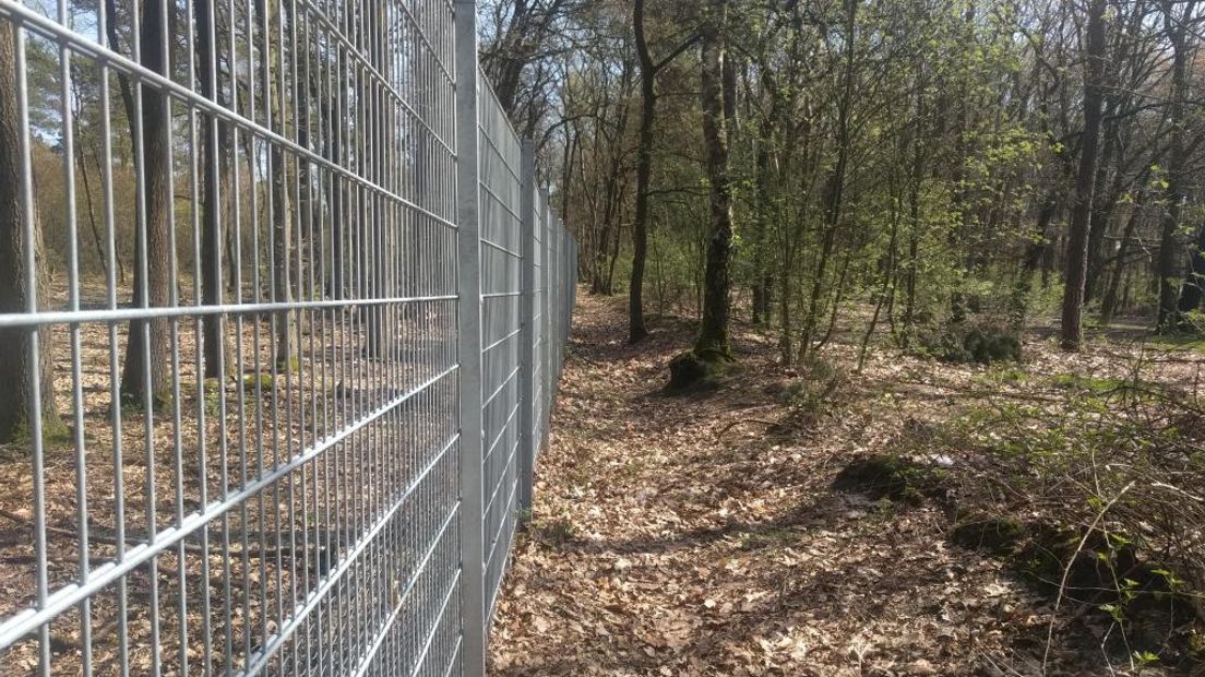 De groenstrook van Rijkswaterstaat naast parkeerplaats ’t Ginkelse Zand bij de A12 nabij Ede wordt binnenkort een stuk kaler. Het is nu nog een populaire seksplek voor mannen.