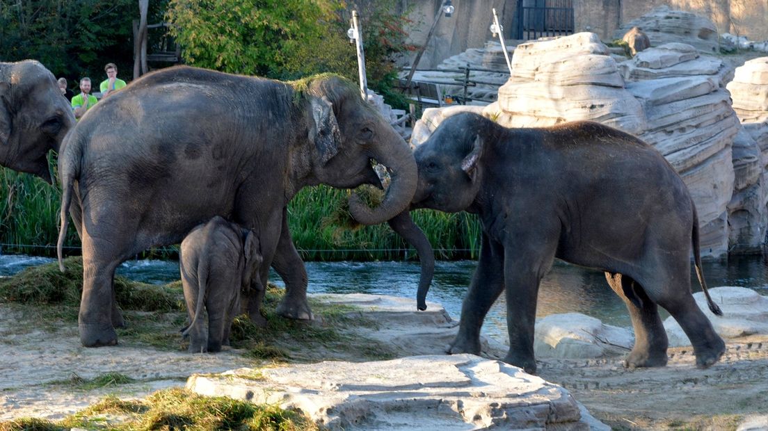 De olifanten zien elkaar voor het eerst weer