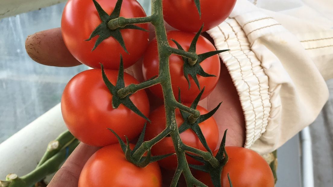 Tomatenkweker positief over zoute tomaat