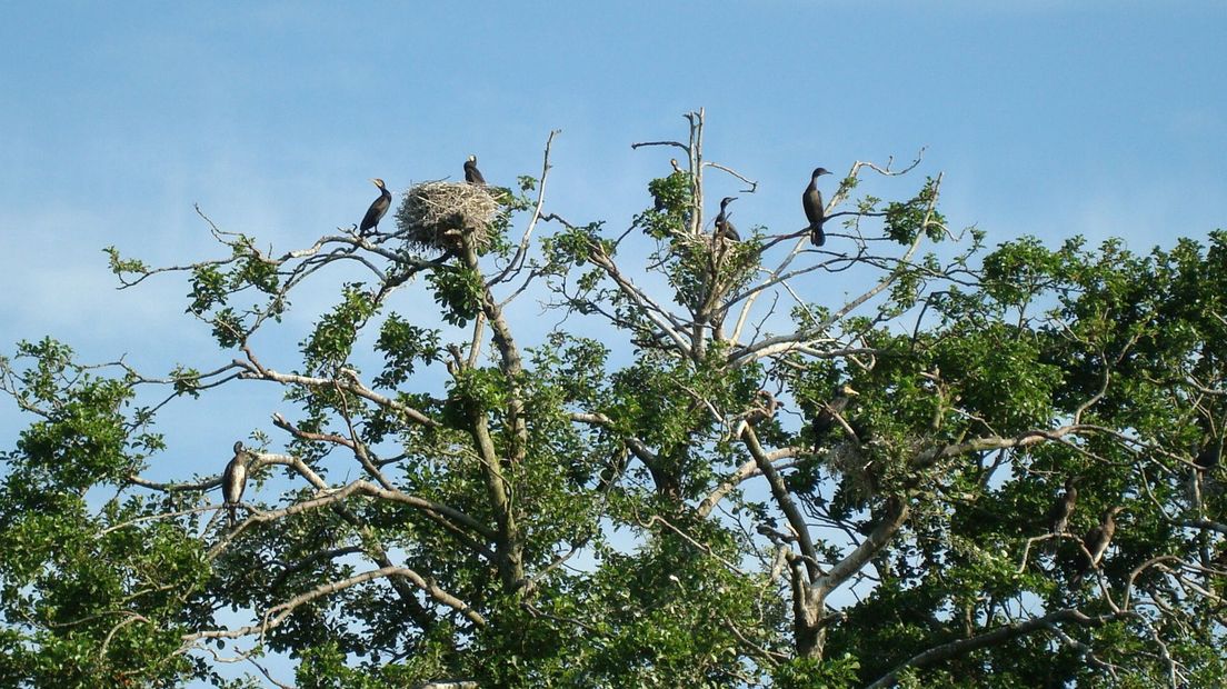 De grootste kolonie aalscholvers van Drenthe (Rechten: Egbert Boekema)