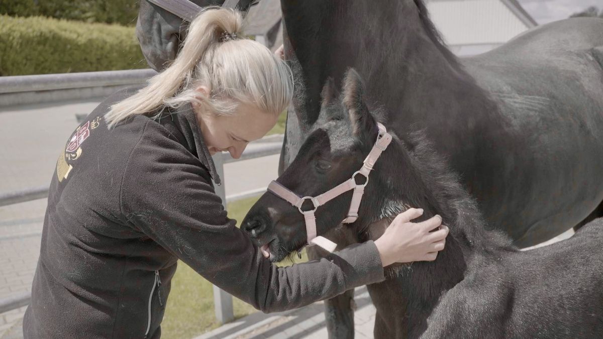 Deze fokkers stoppen na jaren met het fokken van Friese paarden: 