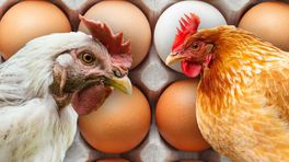 Deze eieren zijn heel populair, maar helemaal niet gezonder