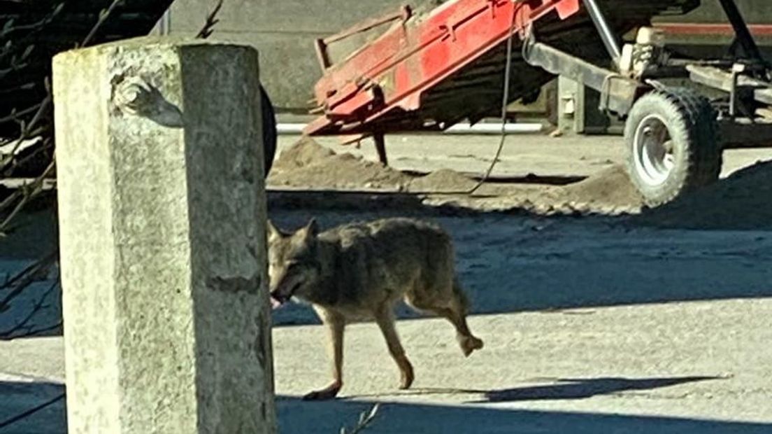 Wolf gesignaleerd  nabij Kuinre