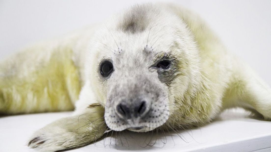 Zeehondenpup Olaf