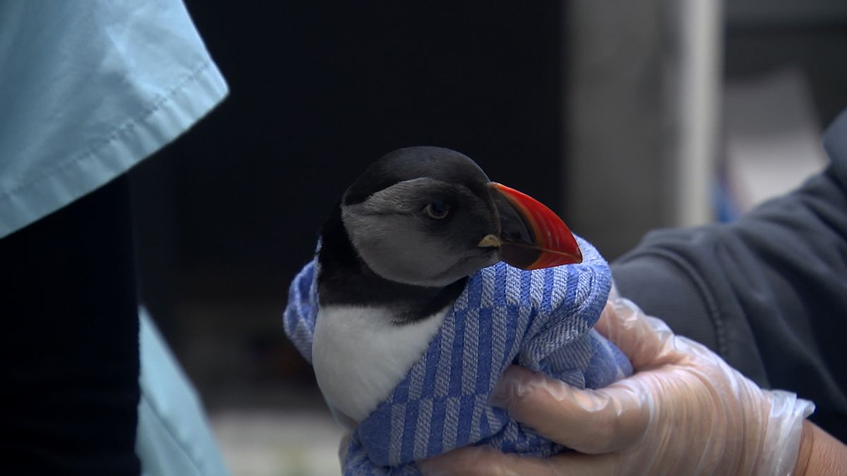 Bijzondere strandgast is hersteld en vliegt terug naar zijn soortgenoten