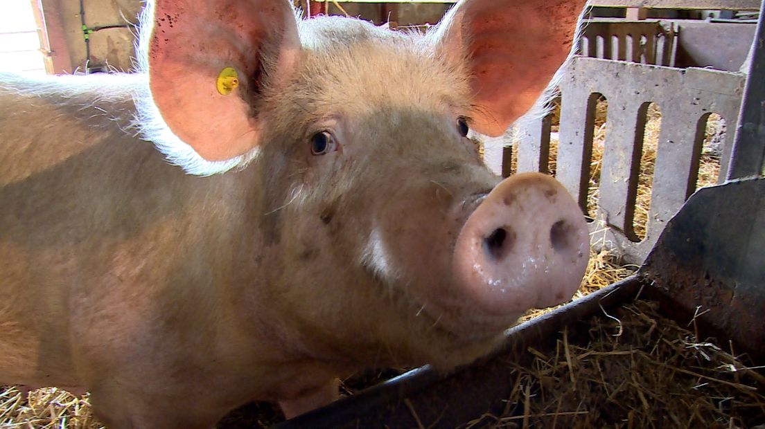 Varkensboeren Jeroen en Cora hebben vijfsterrenvlees in huis