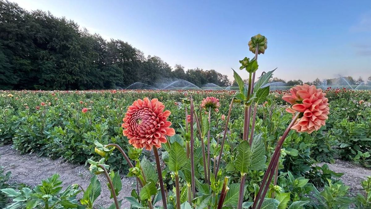 Vollenhove plukt, kont en prikt al volop, gedroogde dahlia's zijn de nieuwe trend