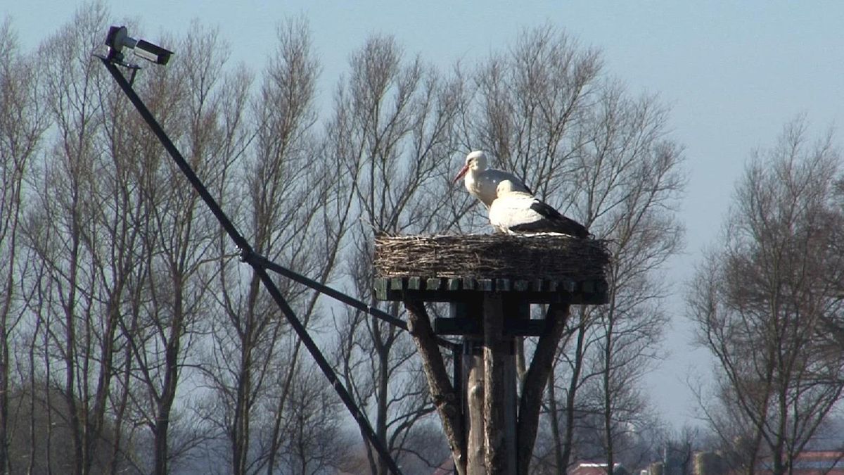 Eerste ei in ooievaarsnest in Wilsum, beelden te zien via webcam