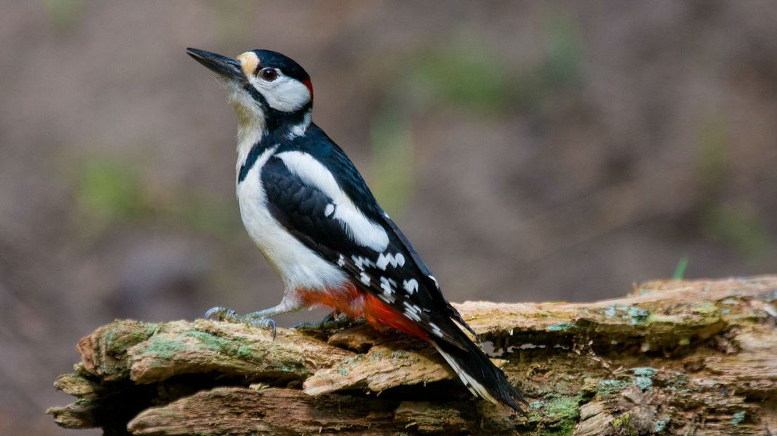 Als het voorafgaand aan de Nationale Tuinvogeltelling veel vriest, worden er tijdens de telling veel grote bonte spechten gezien (Rechten: Free Nature Images/Jan Nijendijk)