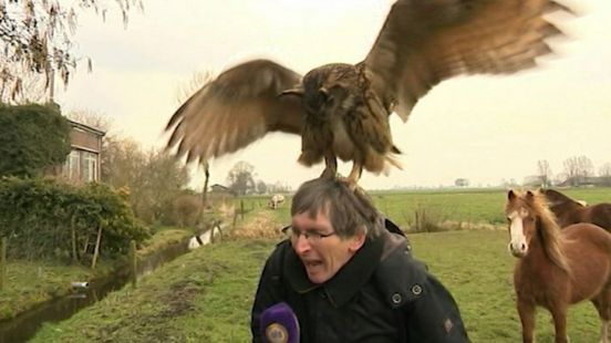 Aanval door een oehoe en roze vluchtheuvels: dit zijn de leukste momenten van Omroep Gelderland