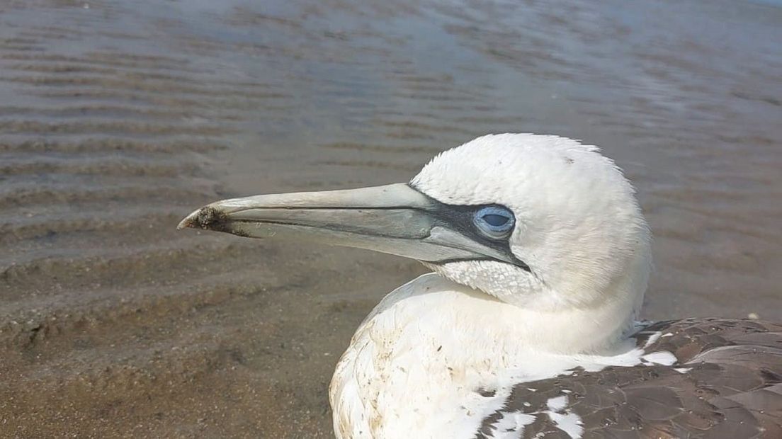 Een verzwakte jan-van-gent op het Wad