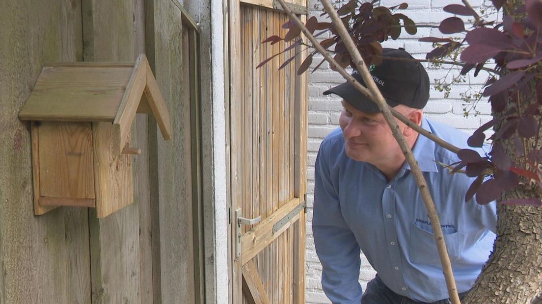 Ongediertebestrijder Henk Bos uit Vriezenveen inspecteert een nest