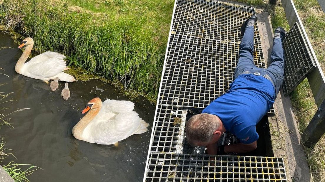 De zwanen raakten gestrest doordat hun pullen niet meer bij hen terug konden komen.