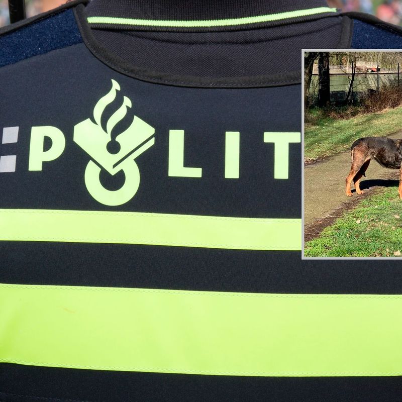 Agressieve Hond Gevangen Na Doodbijten Kippen L1 Nieuws