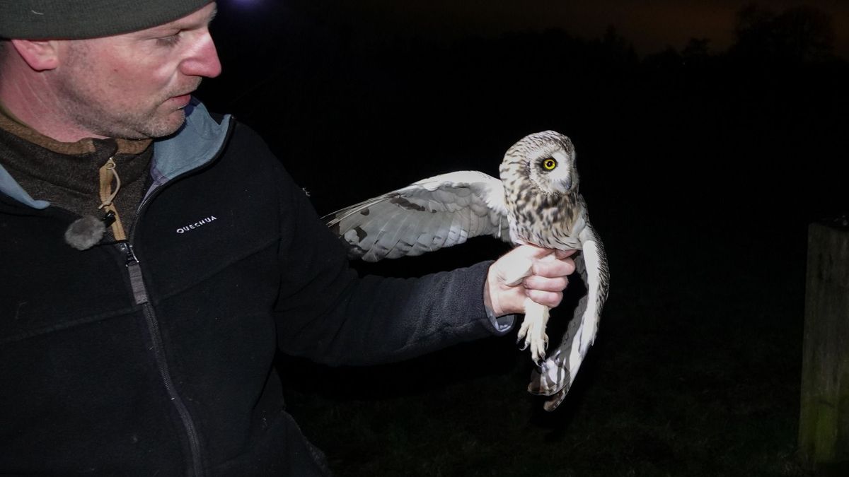 Veel muizen in Fryslân verwacht, zo is aan velduilen te zien