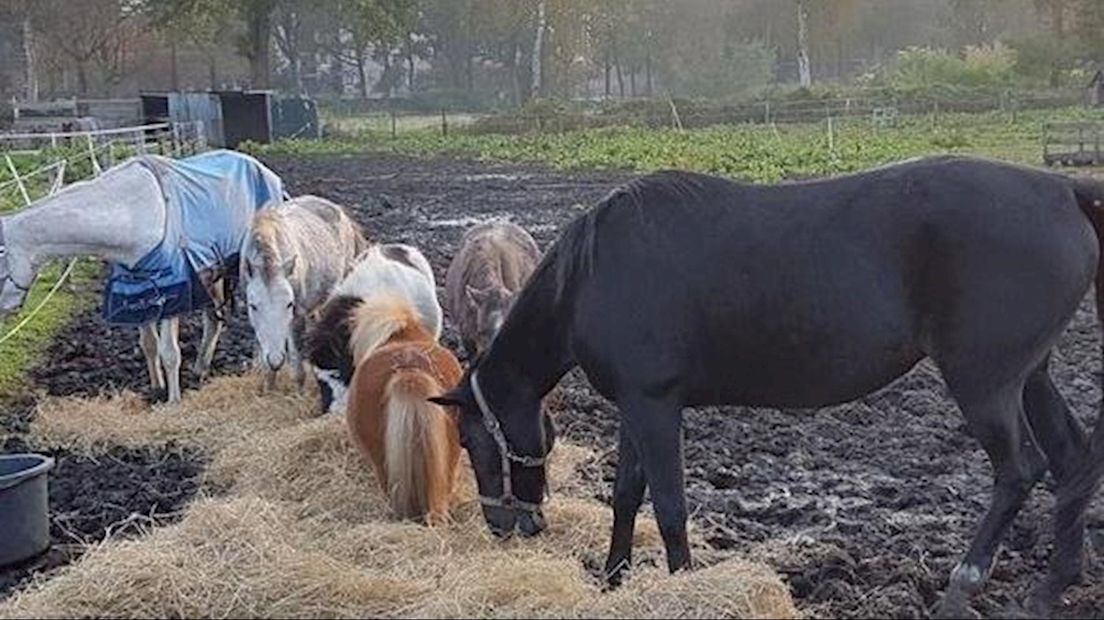 De verwaarloosde pony's en paard die in beslag zijn genomen