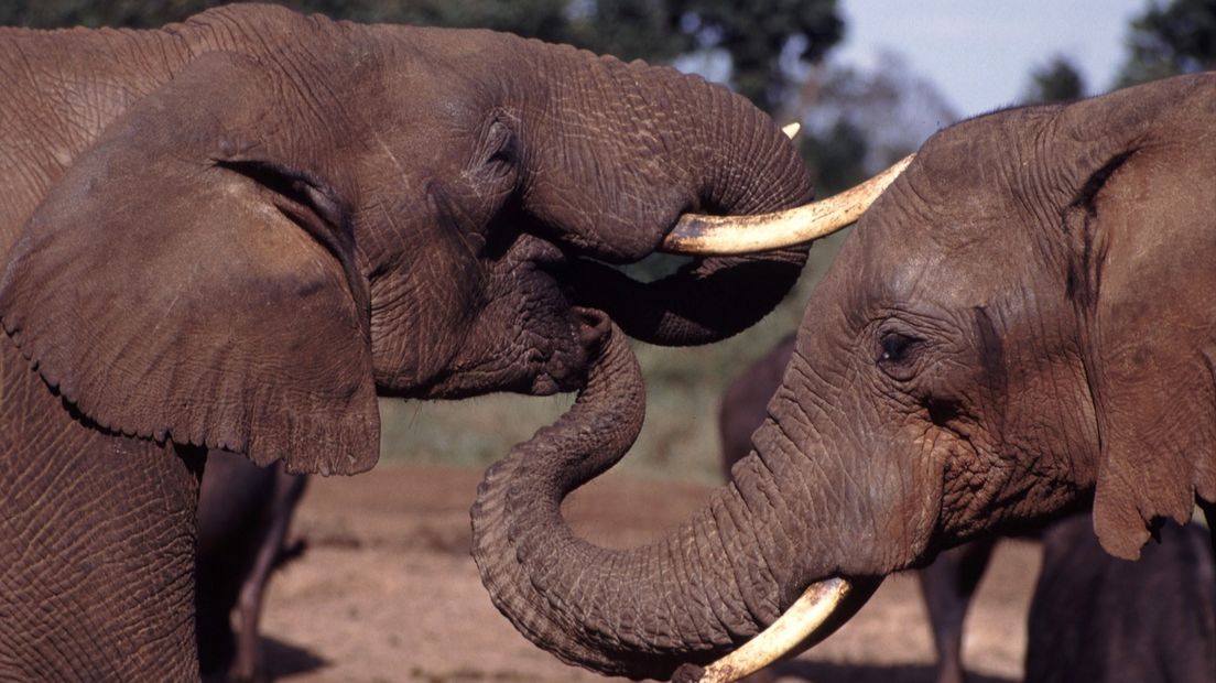 Olifanten worden gedood om hun slagtanden van ivoor (Rechten: pixabay.com)
