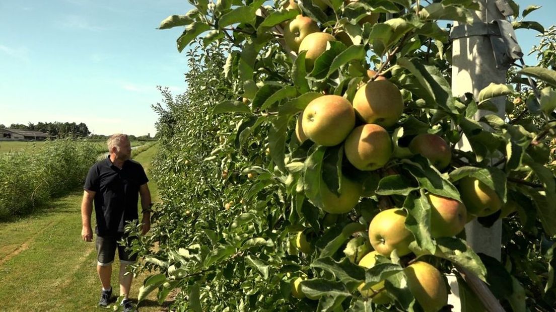 Erik van Haarlem in zijn boomgaard aan de Bulksteeg in Buurmalsen.