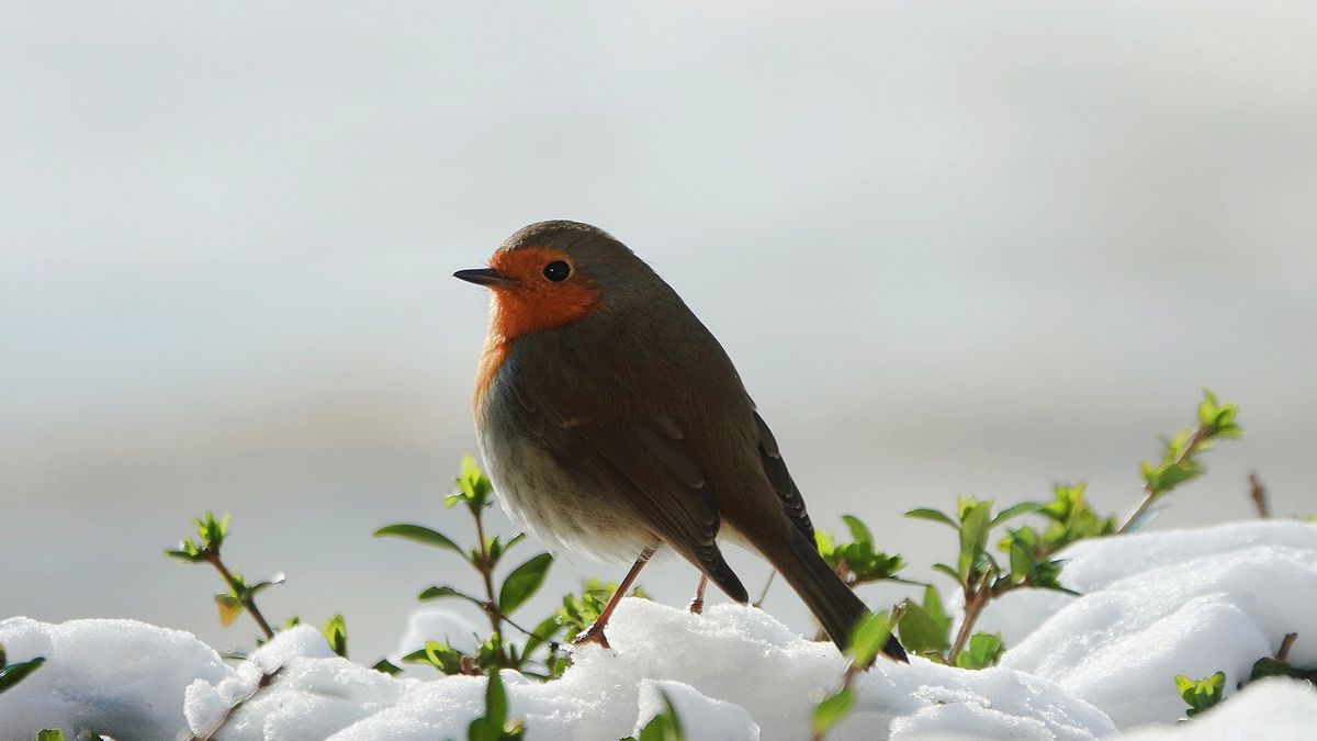Dit gedrag van vogels lijkt lief, maar is pure noodzaak