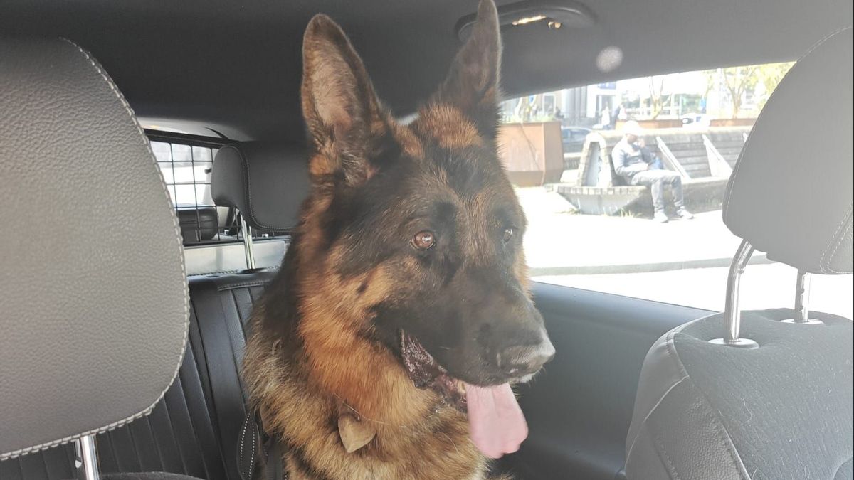 Duitse man aangehouden voor mishandeling van zijn hond in Venlo na bijtincident