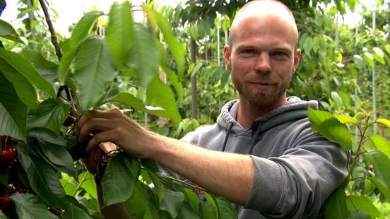 Ze zijn er weer: de eerste Betuwse kersen zijn geplukt Home