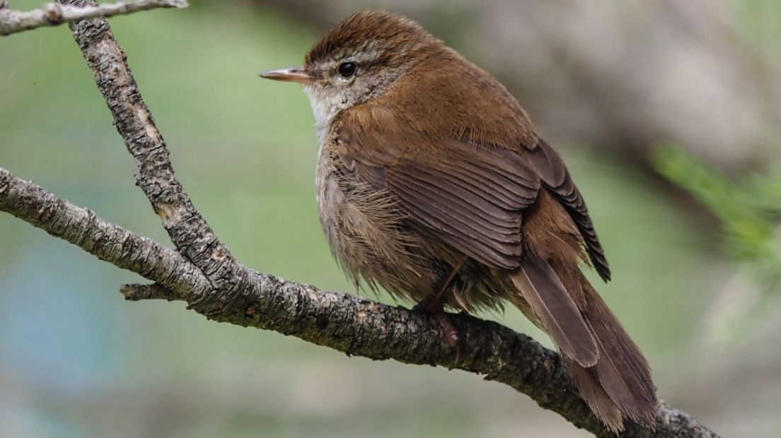 De Cetti's zanger is voor het eerst in Noord-Nederland gespot (Rechten: Wikimedia Commons / Mike Prince)