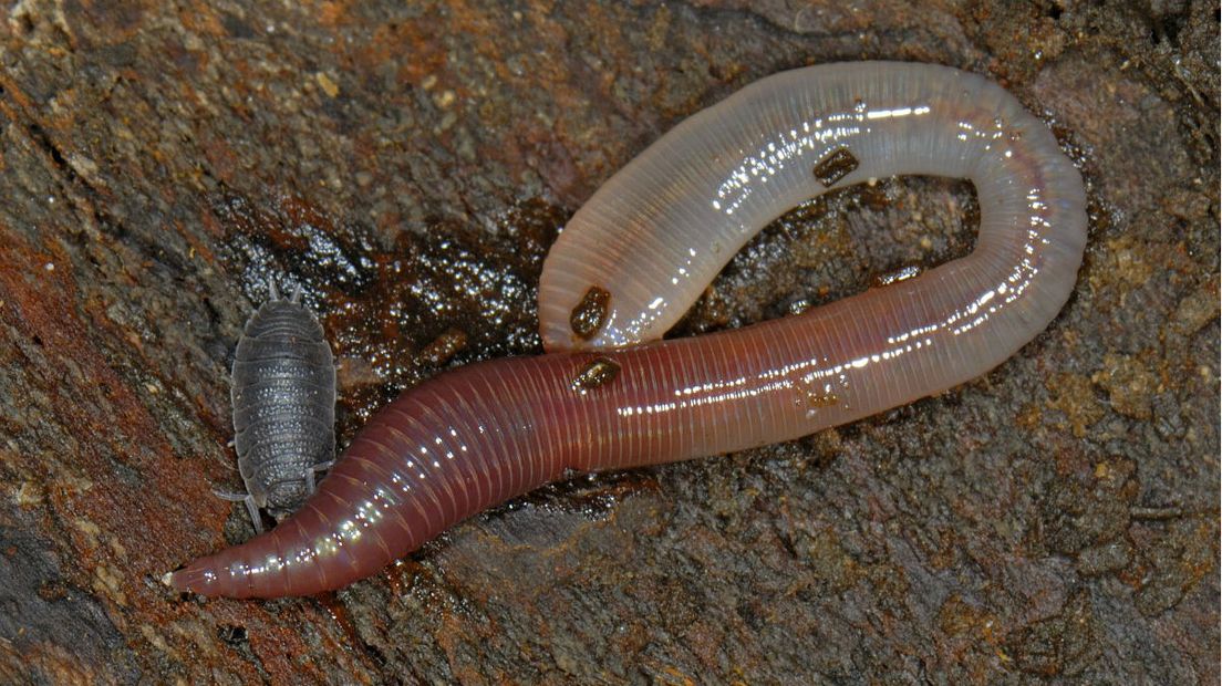 De regenworm staat op het menu van veel diersoorten (Rechten: Free Nature Images/Ab Baas)