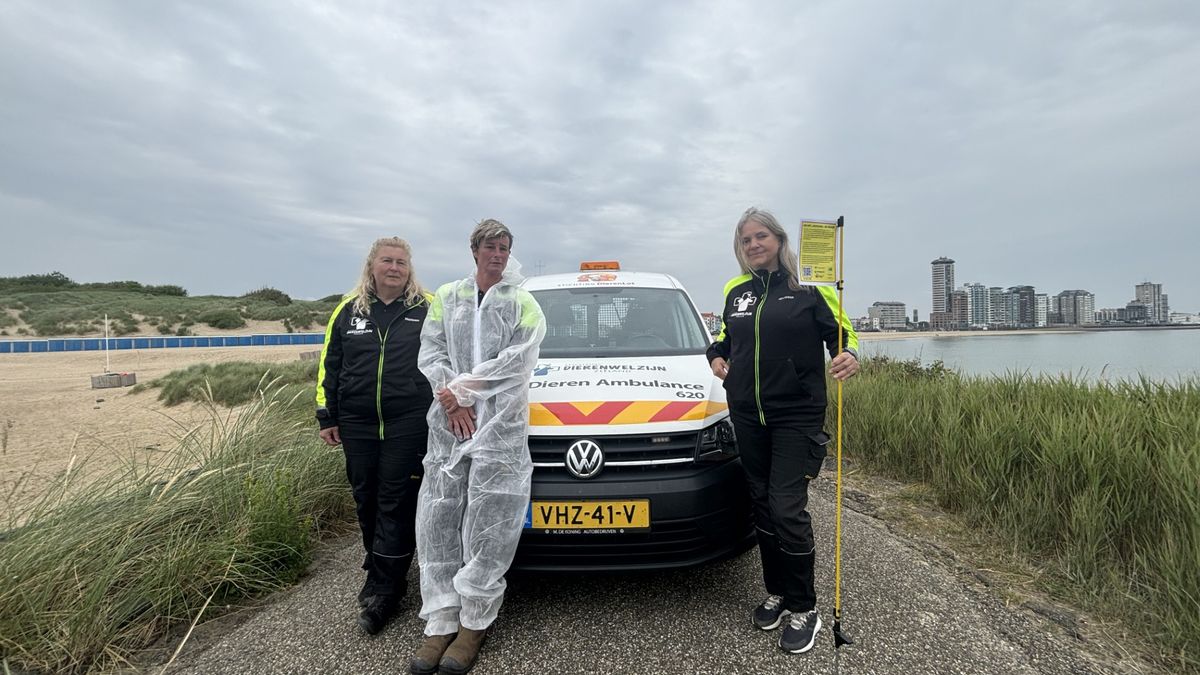 Dode vogels op Walcherse stranden: 'Potentieel gevaarlijk voor mensen'