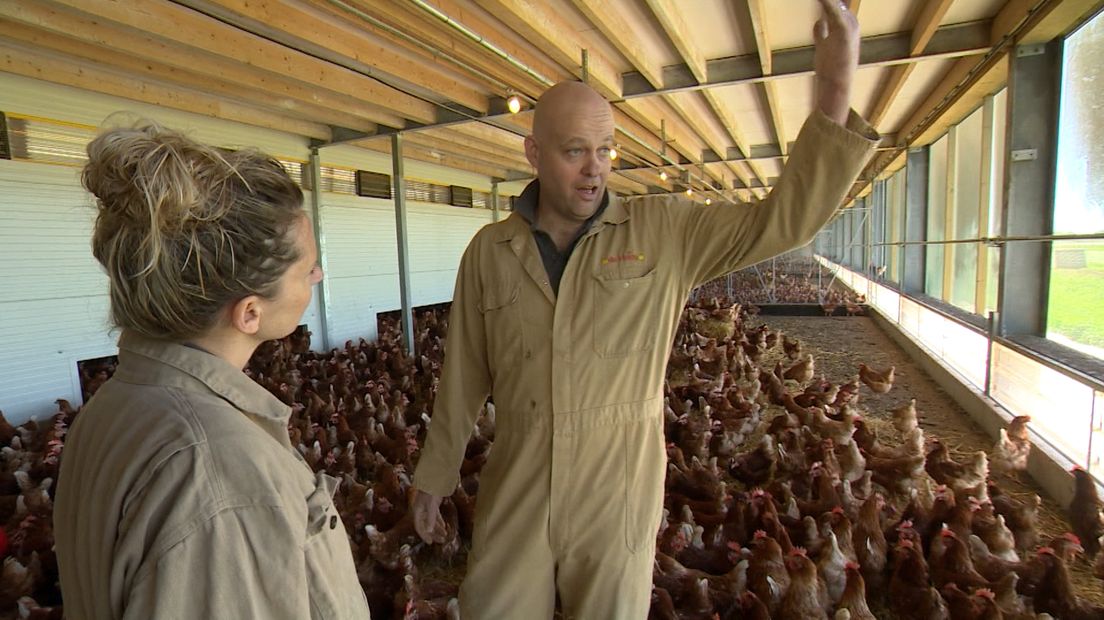 De kippen mogen eindelijk weer naar buiten na een ophokplicht van vijf maanden. Door de vogelgriep moesten de dieren binnen blijven, maar nu is het gevaar geweken en mogen de kippen weer buiten scharrelen.