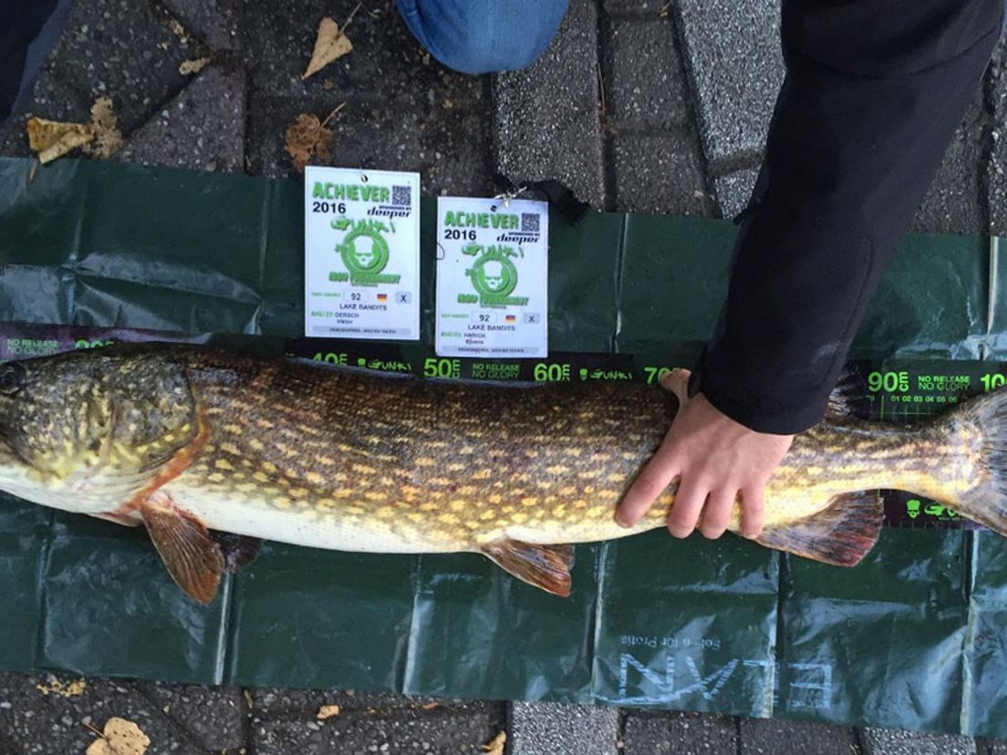 Deze snoek was de langste vis uit de Rotterdamse wateren