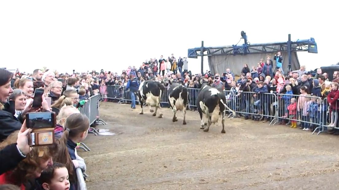 Het publiek keek rijendik toe toen de koeien naar buiten mochten (Rechten: RTV Drenthe)