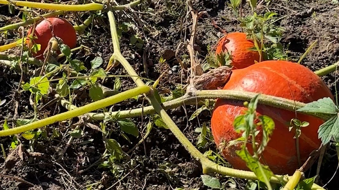 Pompoen uit eigen tuin