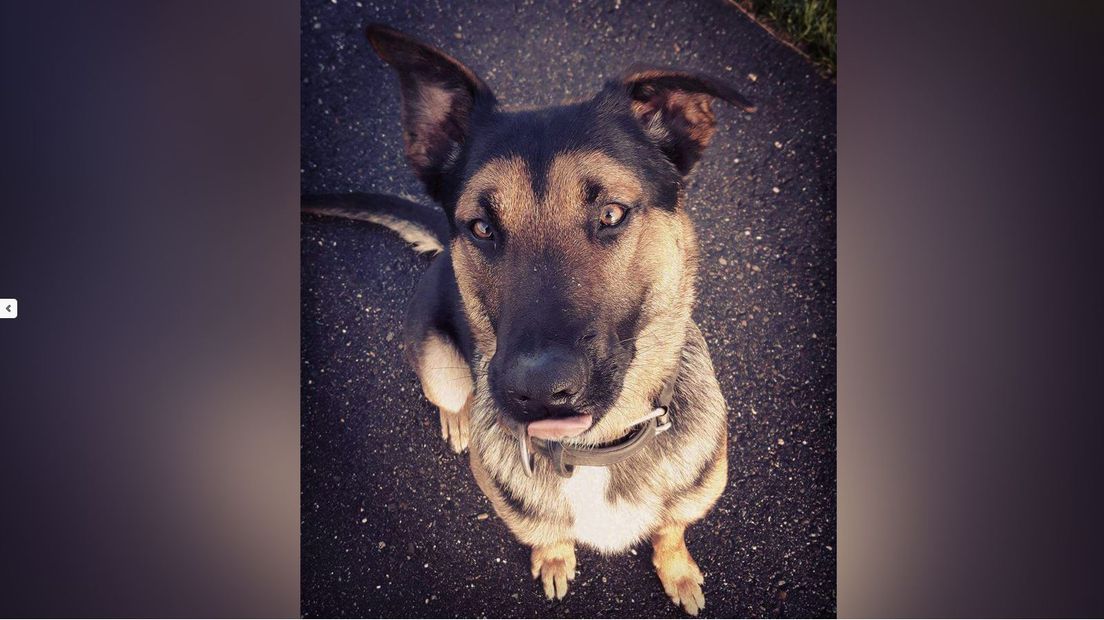 Battje is de jongste politiehond met een diploma (Rechten: Politie Almelo)