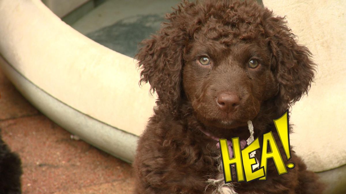 HEA! De pups van wetterhoun Antsje