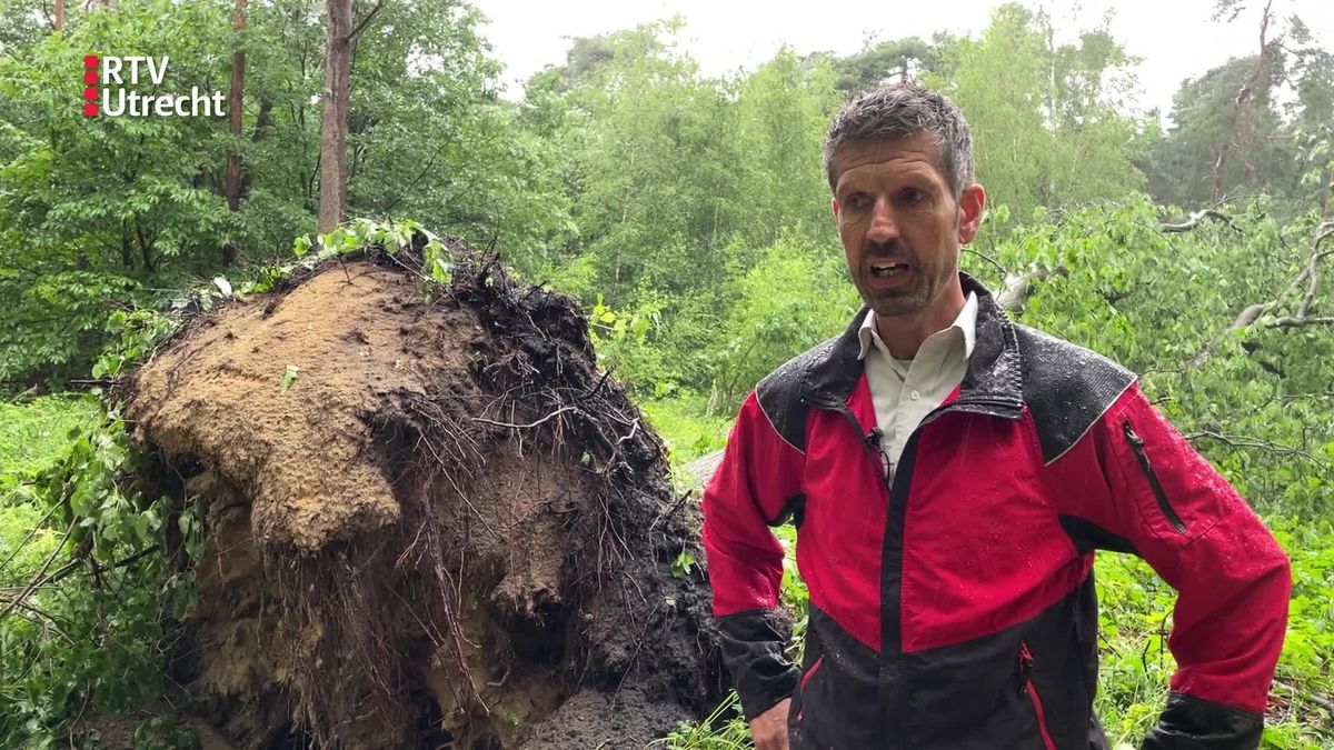 Het Lombokbos werd door de storm in Leersum het zwaarst getroffen