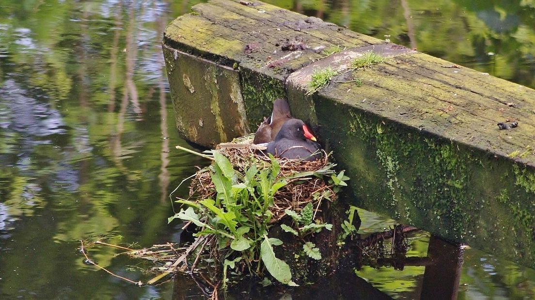 Een waterhoen op een nestje (Rechten: J. de Vin)
