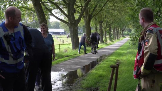 Brandweer bevrijdt paard uit sloot bij Assen