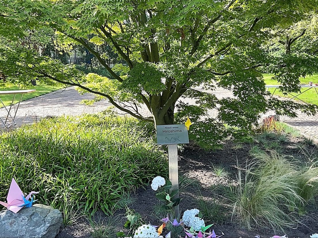 De Japanse esdoorn in Vlaardingen is afkomstig uit Hiroshima in Japan