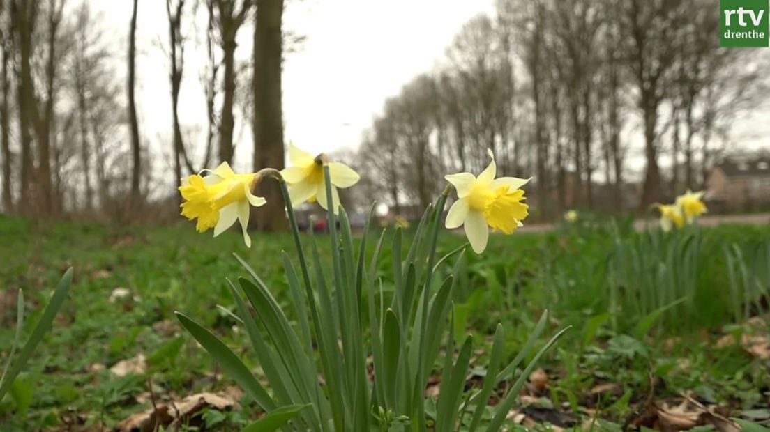 De wilde narcis is wat kleiner dan de meeste tuinnarcissen (Rechten: RTV Drenthe)
