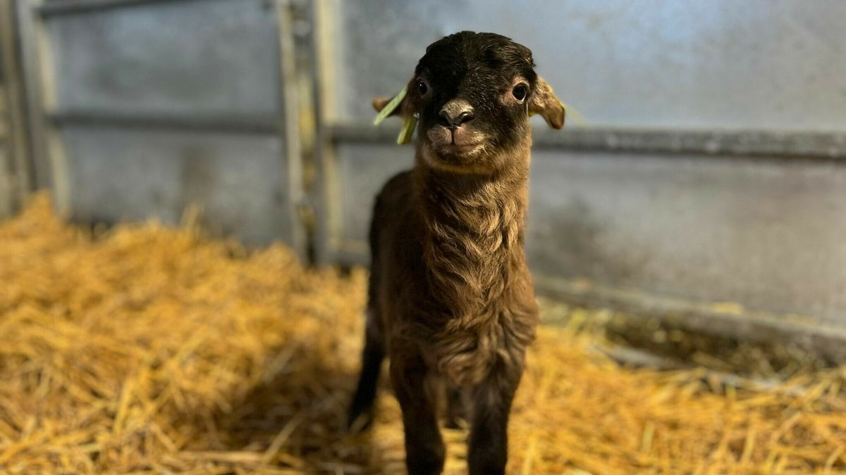 Eerste lammetje geboren bij schaapskooi in Exloo: 'Stilte voor de storm'