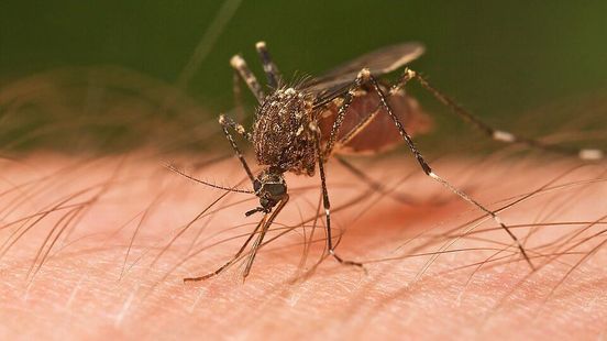 Meer besmettingen van westnijlvirus, ook in Gelderland
